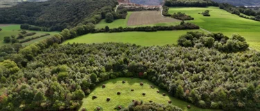6000 chênes_DJI_20250905103318_0397_D_by_biol conseils