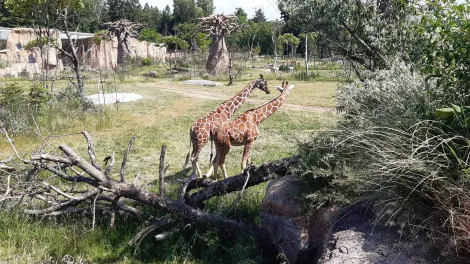 Giraffen Lewa Savanne-min.jpg