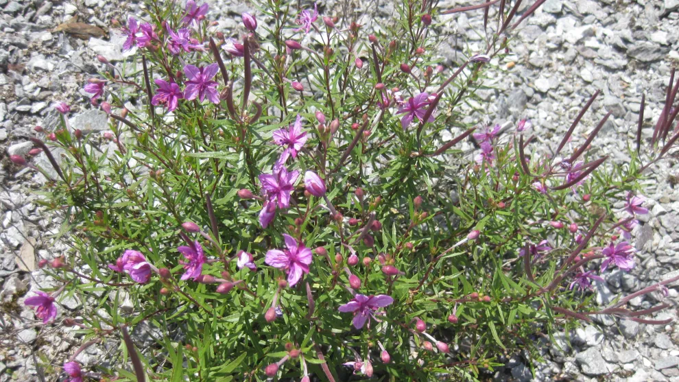 pflanzen_epilobium_fleischeri_fleischers_weidenroeschen_1.jpg