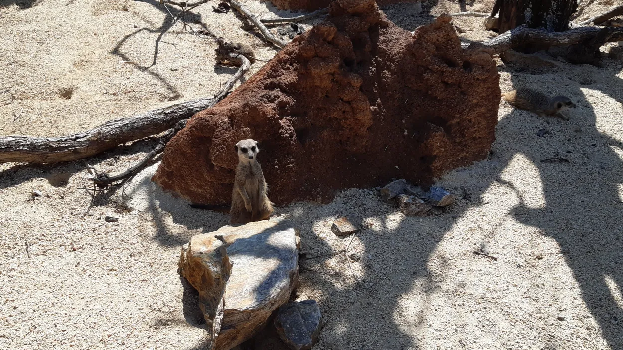 Lewa Savanne im Zoo Zürich 