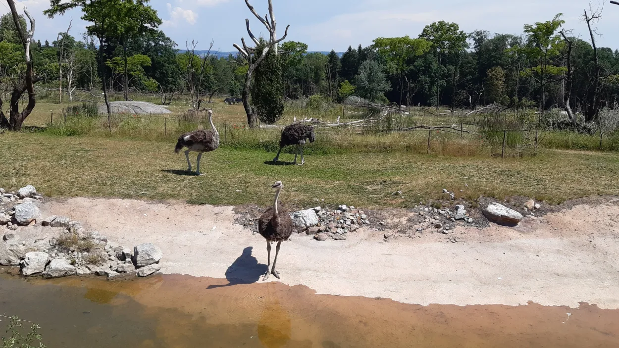 Lewa Savanne im Zoo Zürich 