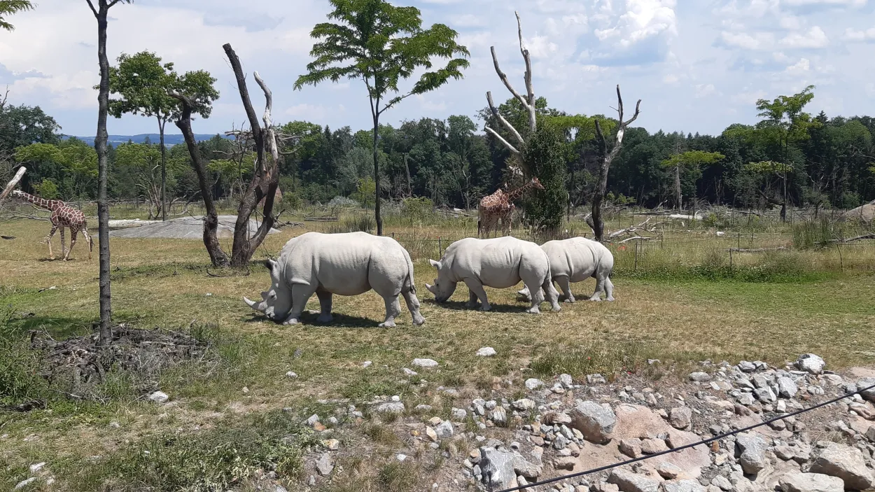 Lewa Savanne im Zoo Zürich 