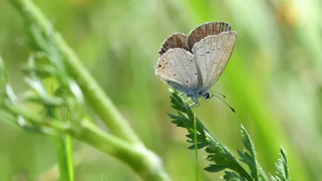 biodiversity_schmetterling